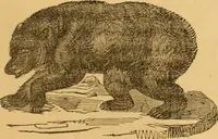 Picture 180 of 303 from Comparative physiognomy; or, Resemblances between men and animals (1852), leaf 200