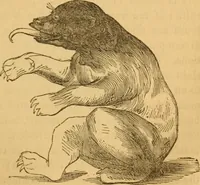Picture 182 of 303 from Comparative physiognomy; or, Resemblances between men and animals (1852), leaf 202