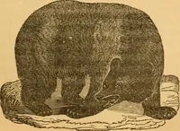 Picture 184 of 303 from Comparative physiognomy; or, Resemblances between men and animals (1852), leaf 204