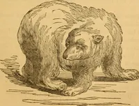 Picture 186 of 303 from Comparative physiognomy; or, Resemblances between men and animals (1852), leaf 206