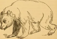 Picture 189 of 303 from Comparative physiognomy; or, Resemblances between men and animals (1852), leaf 211