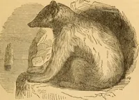 Picture 193 of 303 from Comparative physiognomy; or, Resemblances between men and animals (1852), leaf 216