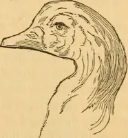 Picture 196 of 303 from Comparative physiognomy; or, Resemblances between men and animals (1852), leaf 222