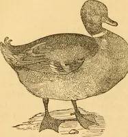 Picture 197 of 303 from Comparative physiognomy; or, Resemblances between men and animals (1852), leaf 223