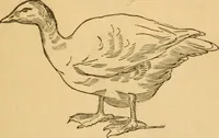 Picture 199 of 303 from Comparative physiognomy; or, Resemblances between men and animals (1852), leaf 224
