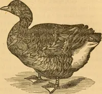 Picture 202 of 303 from Comparative physiognomy; or, Resemblances between men and animals (1852), leaf 226