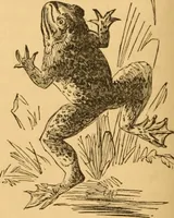 Picture 207 of 303 from Comparative physiognomy; or, Resemblances between men and animals (1852), leaf 235