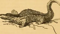 Picture 215 of 303 from Comparative physiognomy; or, Resemblances between men and animals (1852), leaf 245
