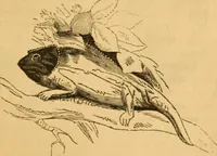 Picture 219 of 303 from Comparative physiognomy; or, Resemblances between men and animals (1852), leaf 250