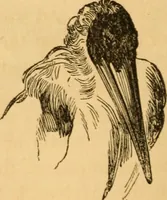 Picture 221 of 303 from Comparative physiognomy; or, Resemblances between men and animals (1852), leaf 251