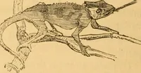 Picture 223 of 303 from Comparative physiognomy; or, Resemblances between men and animals (1852), leaf 253