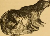 Picture 224 of 303 from Comparative physiognomy; or, Resemblances between men and animals (1852), leaf 256