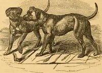 Picture 227 of 303 from Comparative physiognomy; or, Resemblances between men and animals (1852), leaf 259