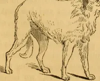 Picture 229 of 303 from Comparative physiognomy; or, Resemblances between men and animals (1852), leaf 260