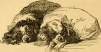 Picture 231 of 303 from Comparative physiognomy; or, Resemblances between men and animals (1852), leaf 263
