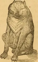 Picture 236 of 303 from Comparative physiognomy; or, Resemblances between men and animals (1852), leaf 266