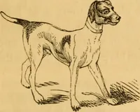 Picture 237 of 303 from Comparative physiognomy; or, Resemblances between men and animals (1852), leaf 268