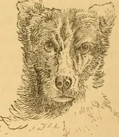 Picture 240 of 303 from Comparative physiognomy; or, Resemblances between men and animals (1852), leaf 269