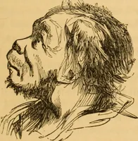 An illustration from Comparative physiognomy; or, Resemblances between men and animals (1852)