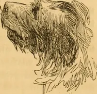 Picture 242 of 303 from Comparative physiognomy; or, Resemblances between men and animals (1852), leaf 272