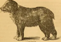 Picture 244 of 303 from Comparative physiognomy; or, Resemblances between men and animals (1852), leaf 276