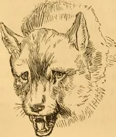 Picture 249 of 303 from Comparative physiognomy; or, Resemblances between men and animals (1852), leaf 279
