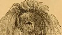 Picture 27 of 303 from Comparative physiognomy; or, Resemblances between men and animals (1852), leaf 28
