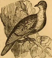 Picture 255 of 303 from Comparative physiognomy; or, Resemblances between men and animals (1852), leaf 284