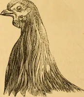 Picture 257 of 303 from Comparative physiognomy; or, Resemblances between men and animals (1852), leaf 285