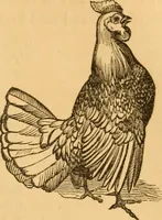 Picture 259 of 303 from Comparative physiognomy; or, Resemblances between men and animals (1852), leaf 286