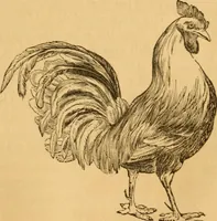 Picture 262 of 303 from Comparative physiognomy; or, Resemblances between men and animals (1852), leaf 288