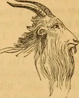 Picture 265 of 303 from Comparative physiognomy; or, Resemblances between men and animals (1852), leaf 292