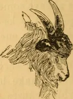 Picture 267 of 303 from Comparative physiognomy; or, Resemblances between men and animals (1852), leaf 293