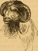 Picture 271 of 303 from Comparative physiognomy; or, Resemblances between men and animals (1852), leaf 296