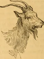 Picture 278 of 303 from Comparative physiognomy; or, Resemblances between men and animals (1852), leaf 309
