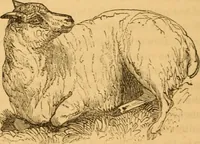 Picture 283 of 303 from Comparative physiognomy; or, Resemblances between men and animals (1852), leaf 313