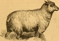 Picture 285 of 303 from Comparative physiognomy; or, Resemblances between men and animals (1852), leaf 316