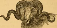 Picture 287 of 303 from Comparative physiognomy; or, Resemblances between men and animals (1852), leaf 317