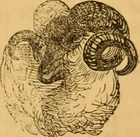 Picture 291 of 303 from Comparative physiognomy; or, Resemblances between men and animals (1852), leaf 318