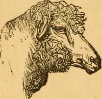 Picture 292 of 303 from Comparative physiognomy; or, Resemblances between men and animals (1852), leaf 319