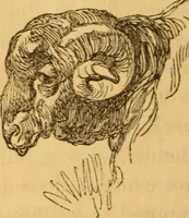 Picture 294 of 303 from Comparative physiognomy; or, Resemblances between men and animals (1852), leaf 321