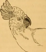 Picture 298 of 303 from Comparative physiognomy; or, Resemblances between men and animals (1852), leaf 325