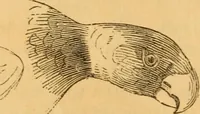 Picture 300 of 303 from Comparative physiognomy; or, Resemblances between men and animals (1852), leaf 327