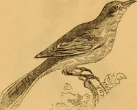 Picture 302 of 303 from Comparative physiognomy; or, Resemblances between men and animals (1852), leaf 328
