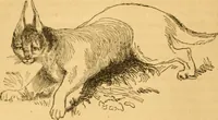 Picture 31 of 303 from Comparative physiognomy; or, Resemblances between men and animals (1852), leaf 33