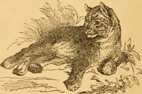 Picture 33 of 303 from Comparative physiognomy; or, Resemblances between men and animals (1852), leaf 35