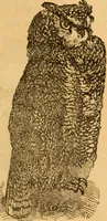 Picture 38 of 303 from Comparative physiognomy; or, Resemblances between men and animals (1852), leaf 40