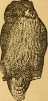 Picture 40 of 303 from Comparative physiognomy; or, Resemblances between men and animals (1852), leaf 41