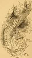 Picture 44 of 303 from Comparative physiognomy; or, Resemblances between men and animals (1852), leaf 45