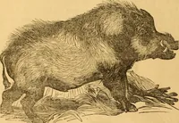 Picture 46 of 303 from Comparative physiognomy; or, Resemblances between men and animals (1852), leaf 47